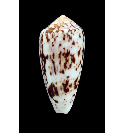 floccatus 55,0mm