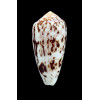 floccatus 55,0mm