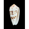 floccatus 55,0mm