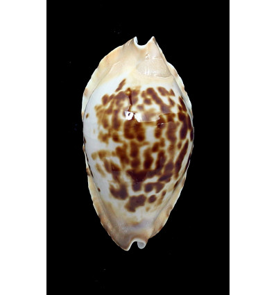 marginata consueta 57,0mm