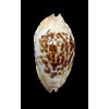 marginata consueta 57,0mm
