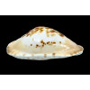 marginata consueta 57,0mm