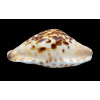 marginata consueta 57,0mm
