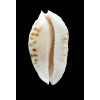 marginata consueta 57,0mm