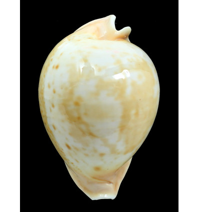 armeniaca 101,0mm