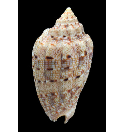 retemirabilis 85,0mm SUPERB