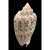 retemirabilis 85,0mm SUPERB