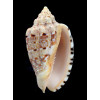 retemirabilis 85,0mm SUPERB