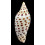 junonia butleri 110,0mm SUPERB