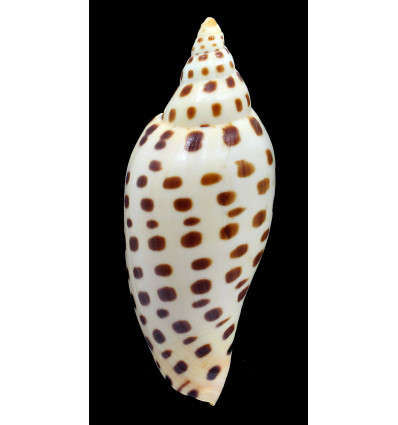 junonia butleri 110,0mm SUPERB