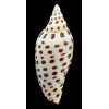 junonia butleri 110,0mm SUPERB