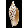 junonia butleri 110,0mm SUPERB