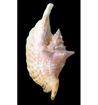 gallus 141,0mm