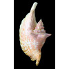 gallus 141,0mm