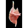 gallus 127,0mm SUPERB