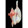 gallus 127,0mm SUPERB