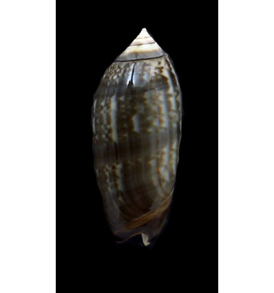 oldi 53,0mm VANUATU
