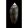 oldi 53,0mm VANUATU