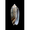 oldi 53,0mm VANUATU