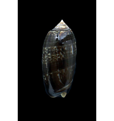 oldi 50,0mm VANUATU