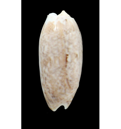 pica olympiadina 73,0mm