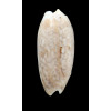 pica olympiadina 73,0mm