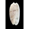 pica olympiadina 73,0mm