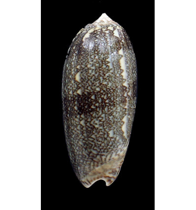 sericea 77,0mm