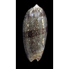 sericea 77,0mm