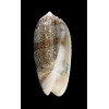 sericea 77,0mm