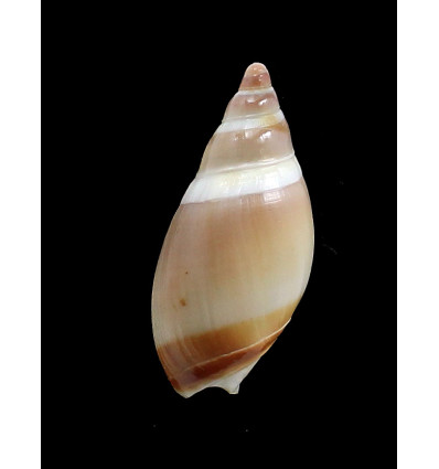 cingulata 47,0mm UNCOMMON