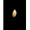 murrayi 12,0mm RARE LIVE