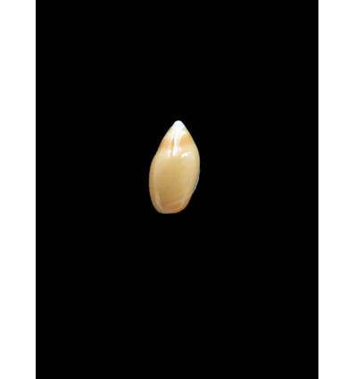 murrayi 12,0mm RARE LIVE