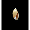 murrayi 12,0mm RARE LIVE