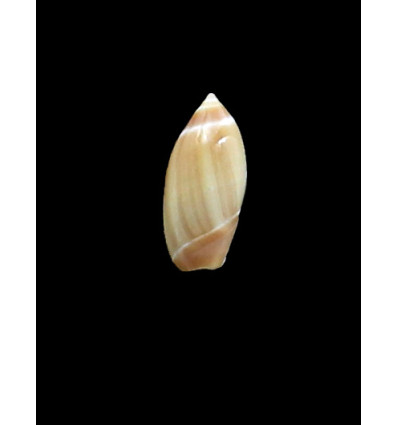 djiboutina 17,0mm