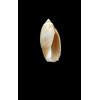 djiboutina 17,0mm
