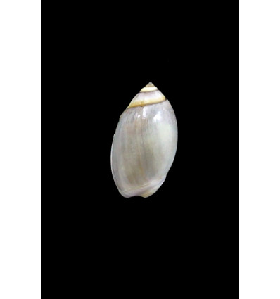 biplicata 22,0mm