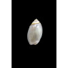 biplicata 22,0mm