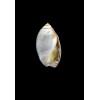 biplicata 22,0mm
