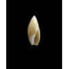 defiorei12,0mm UNCOMMON