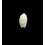 kwajalaeinensis 14,0mm