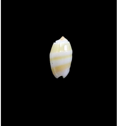 kwajalaeinensis 14,0mm