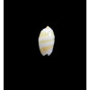 kwajalaeinensis 14,0mm