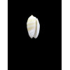 kwajalaeinensis 14,0mm