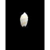 kwajaleinensis 14,0mm