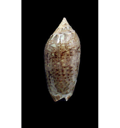 polpasta 46,0mm