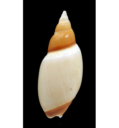 velesiana 93,2mm