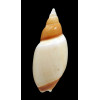 velesiana 93,2mm