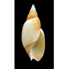 velesiana 93,2mm