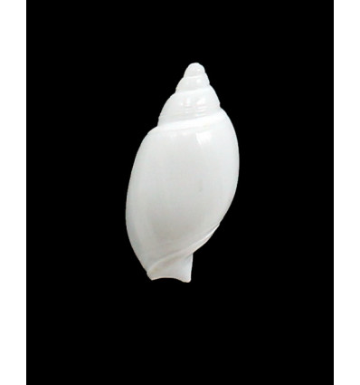 albicans 29,0mm RARE